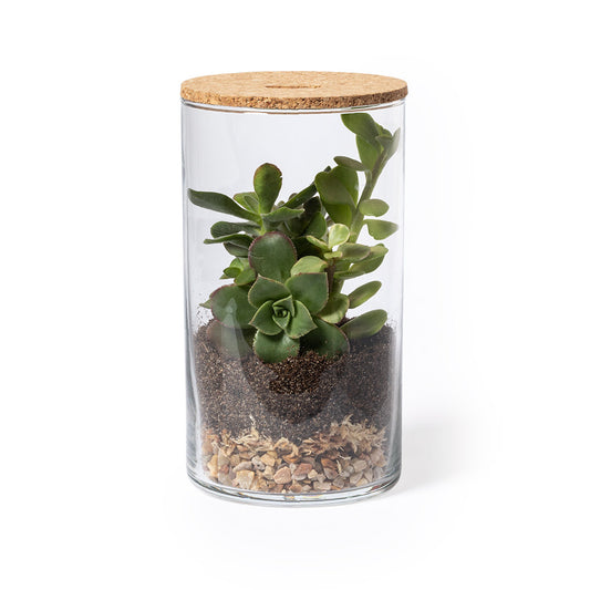 Terrarium (lote de 24)