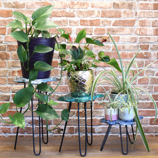 Lot de 3 jardinières en bois d'Albasia - Tortues