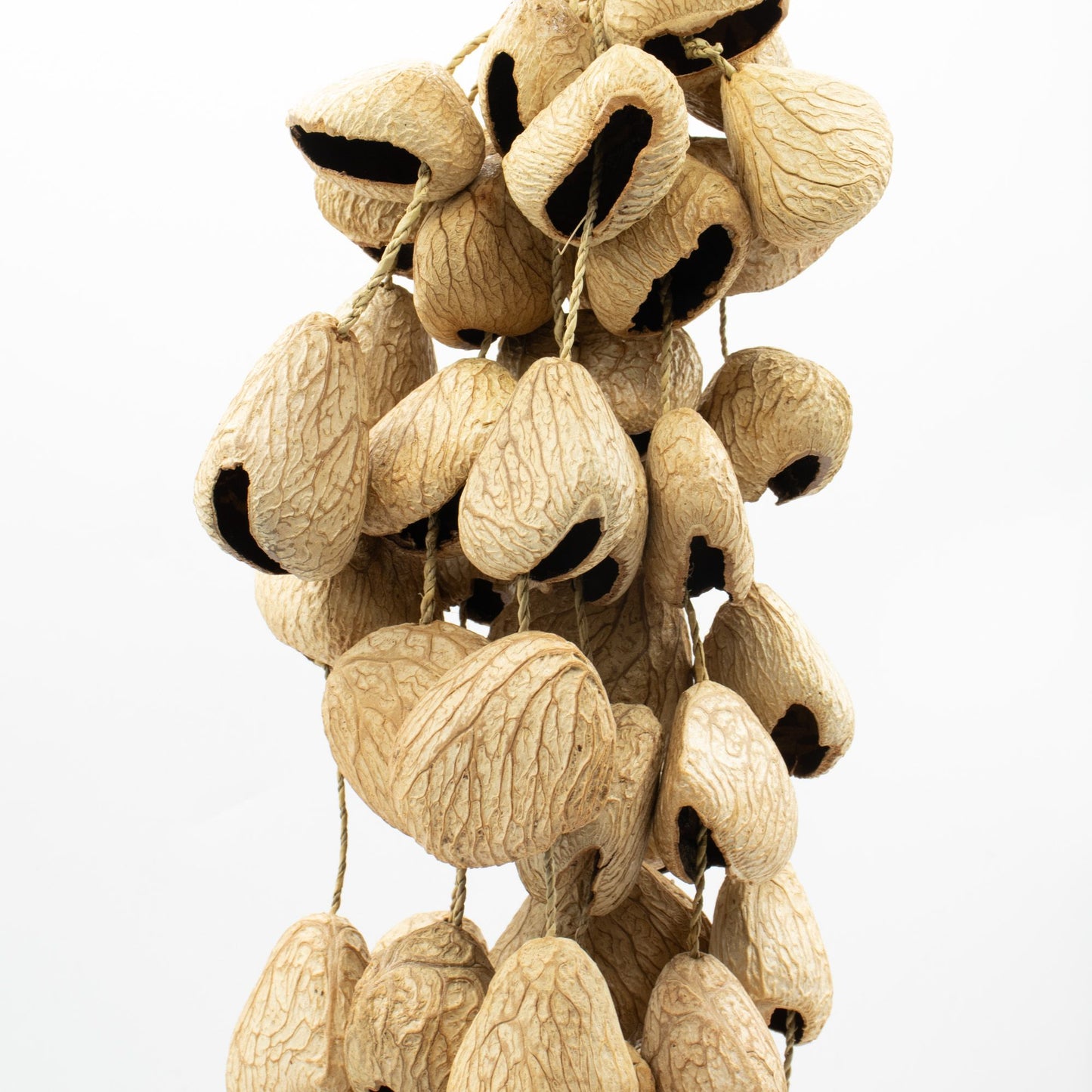 Cáscara grande de semilla de Pangi - Sacudidor de nueces natural (50 cáscaras)