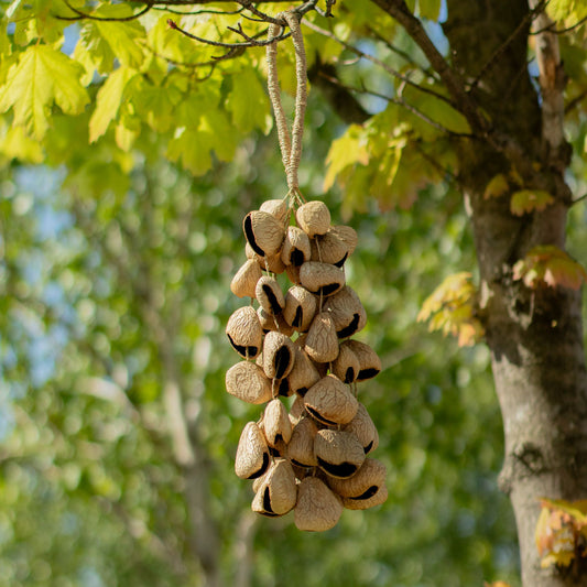 Cáscara grande de semilla de Pangi - Sacudidor de nueces natural (50 cáscaras)