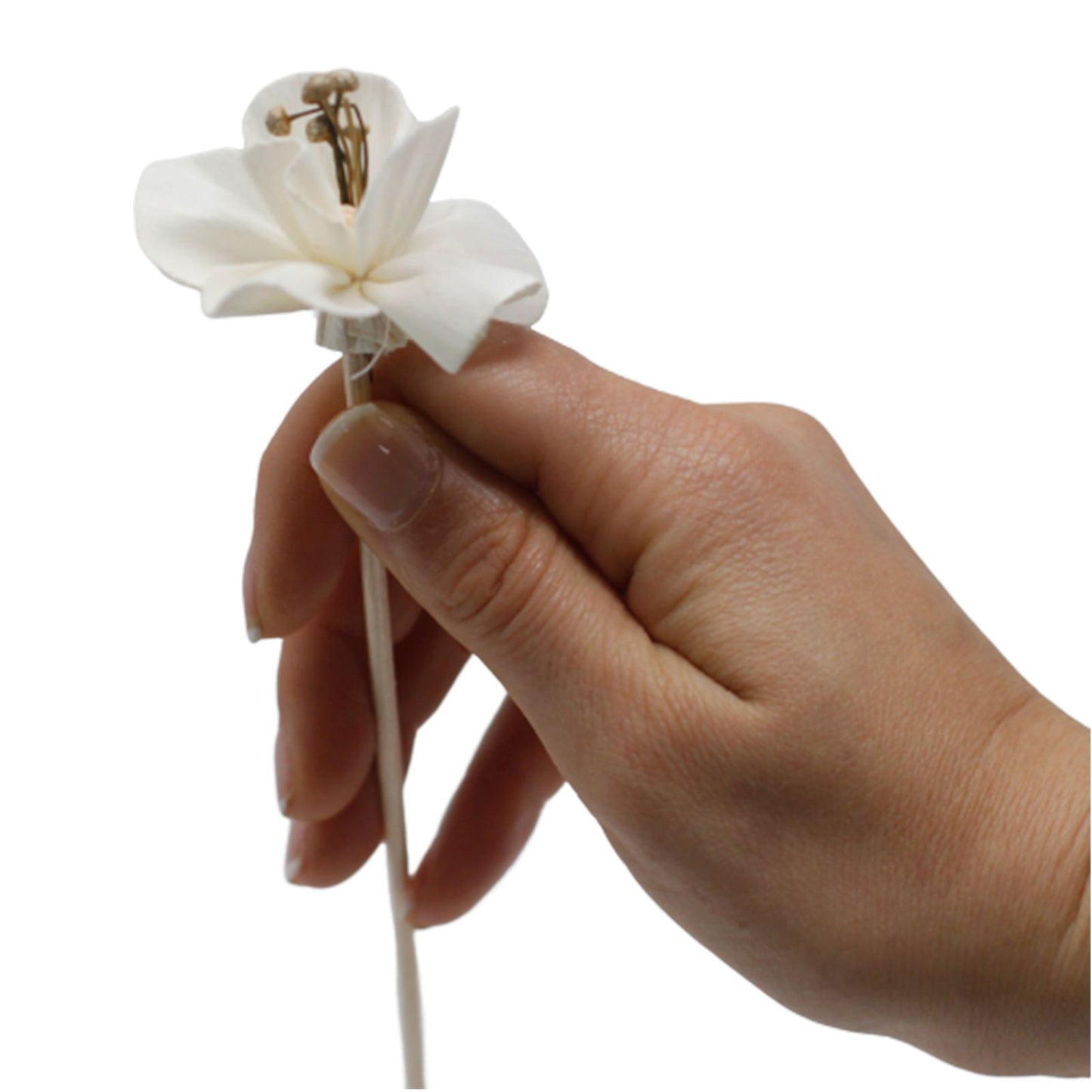 Natürlicher Blumendiffusor – Lilie im Schilf