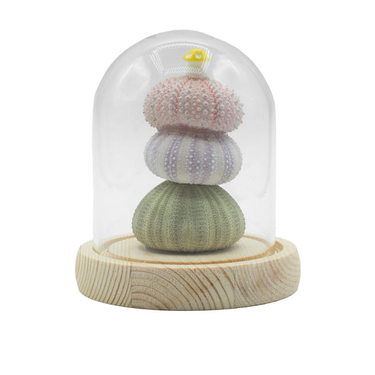 Dôme de Jardin Floral Glow - 3 oursins - USB LED