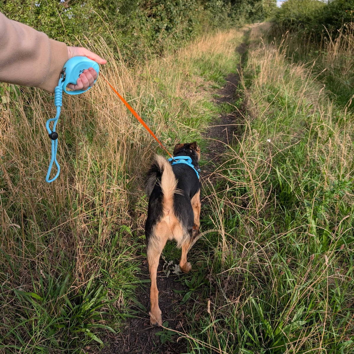 Paw Pet Leash - Correa de elefante - Azul - 2m