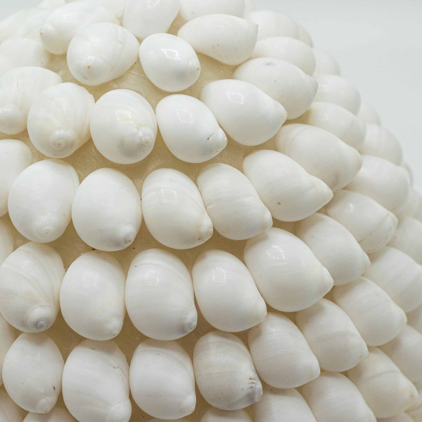 Lampe coquillage Boho - Coquillage ovale