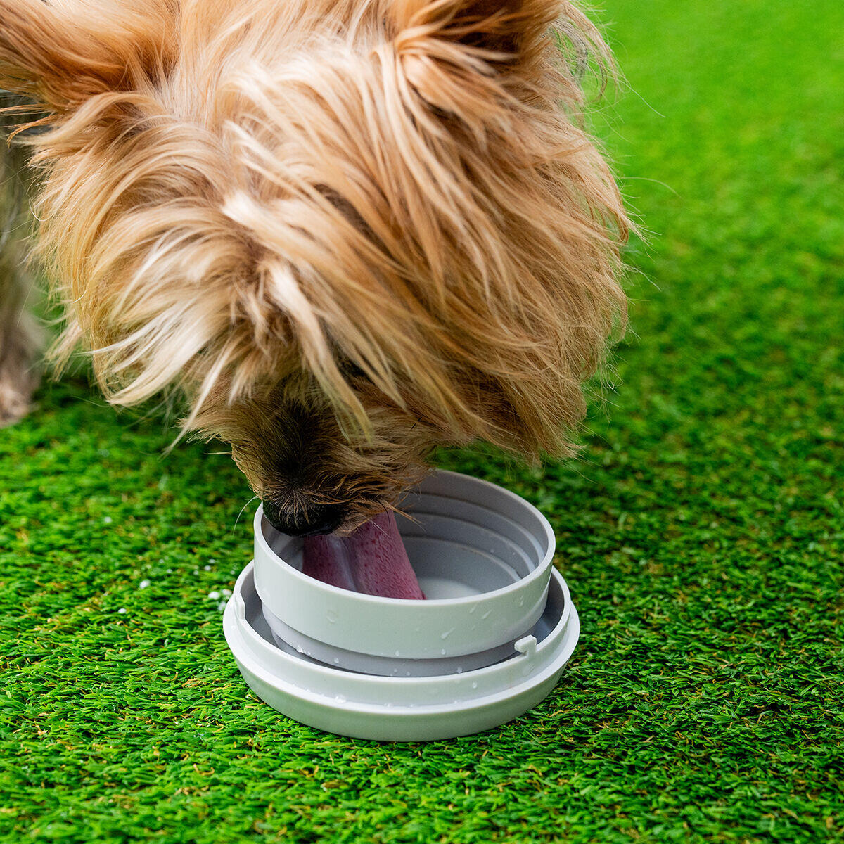 InnovaGoods 6-in-1 einziehbare Hundeleine