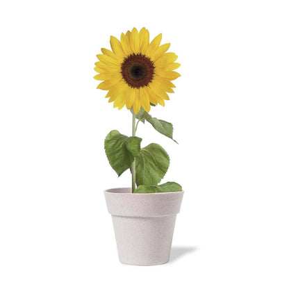 Blumentopf (25er-Pack)