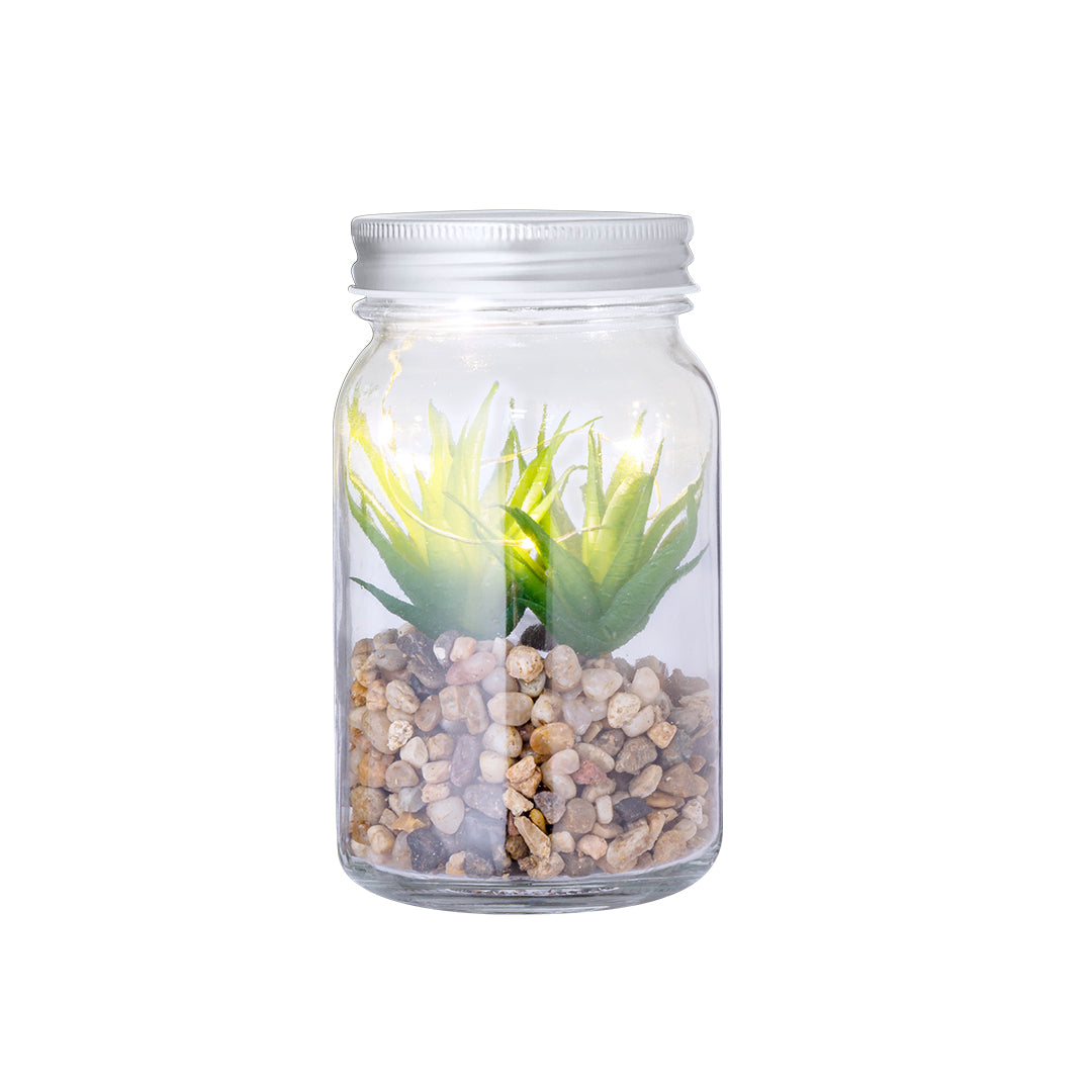 Zierpflanze (15er-Pack)