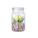 Zierpflanze (15er-Pack)