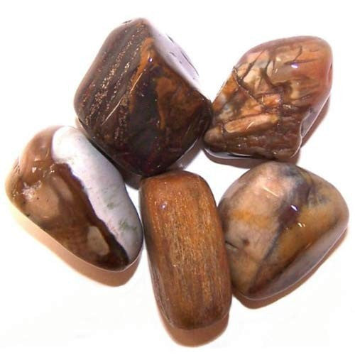 24 x L Trommelsteine ​​- Versteinertes Holz