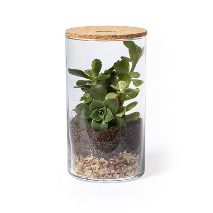 Terrarium (lote de 24)