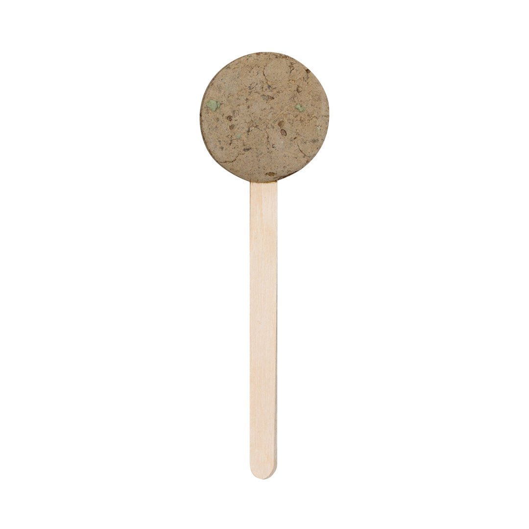 Sucette Graines (lot de 50)