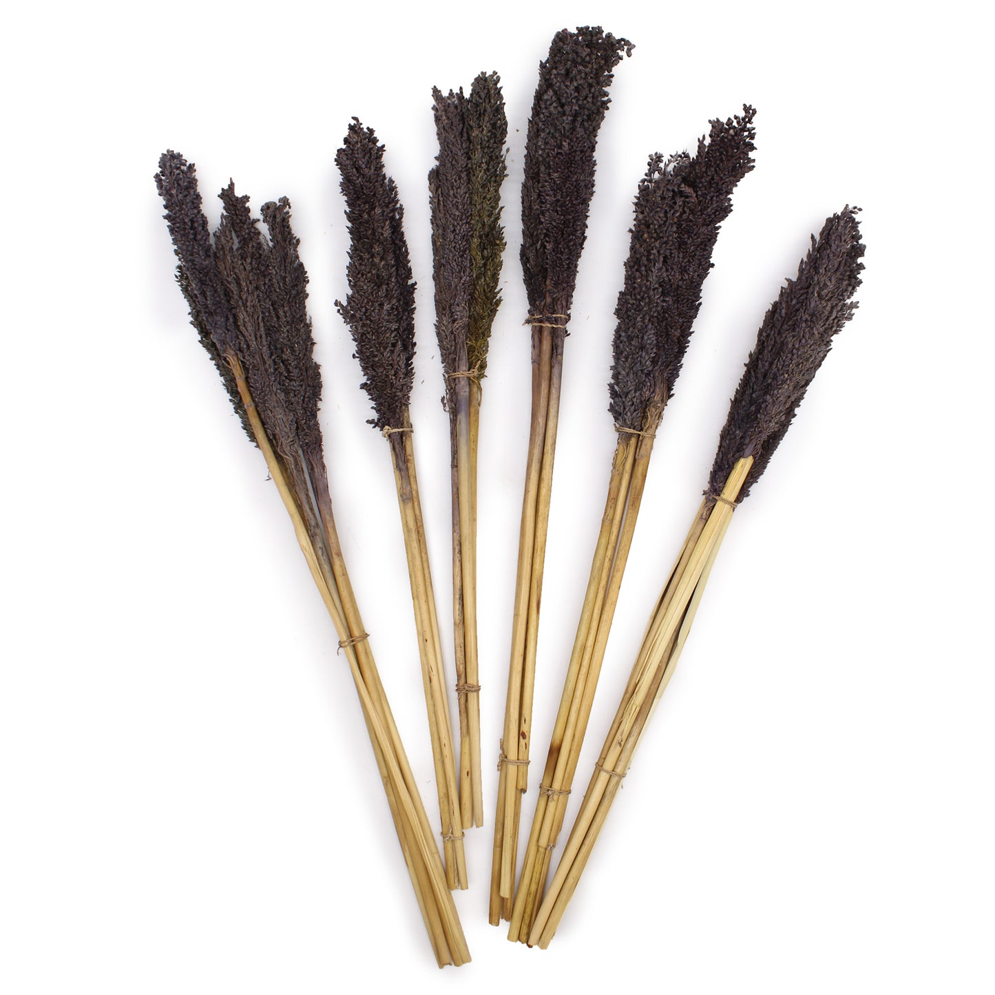 6 x Bund Cantal-Kraut - Schwarz