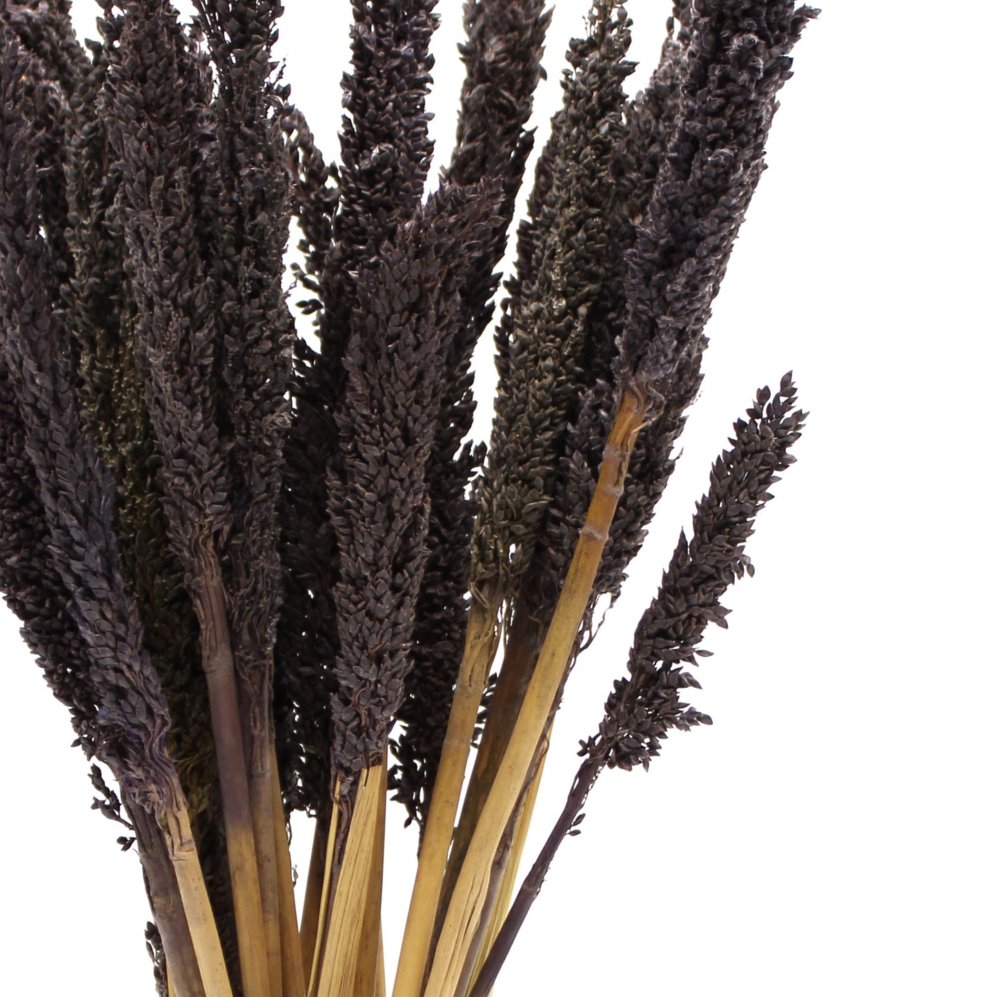 6 x Bund Cantal-Kraut - Schwarz