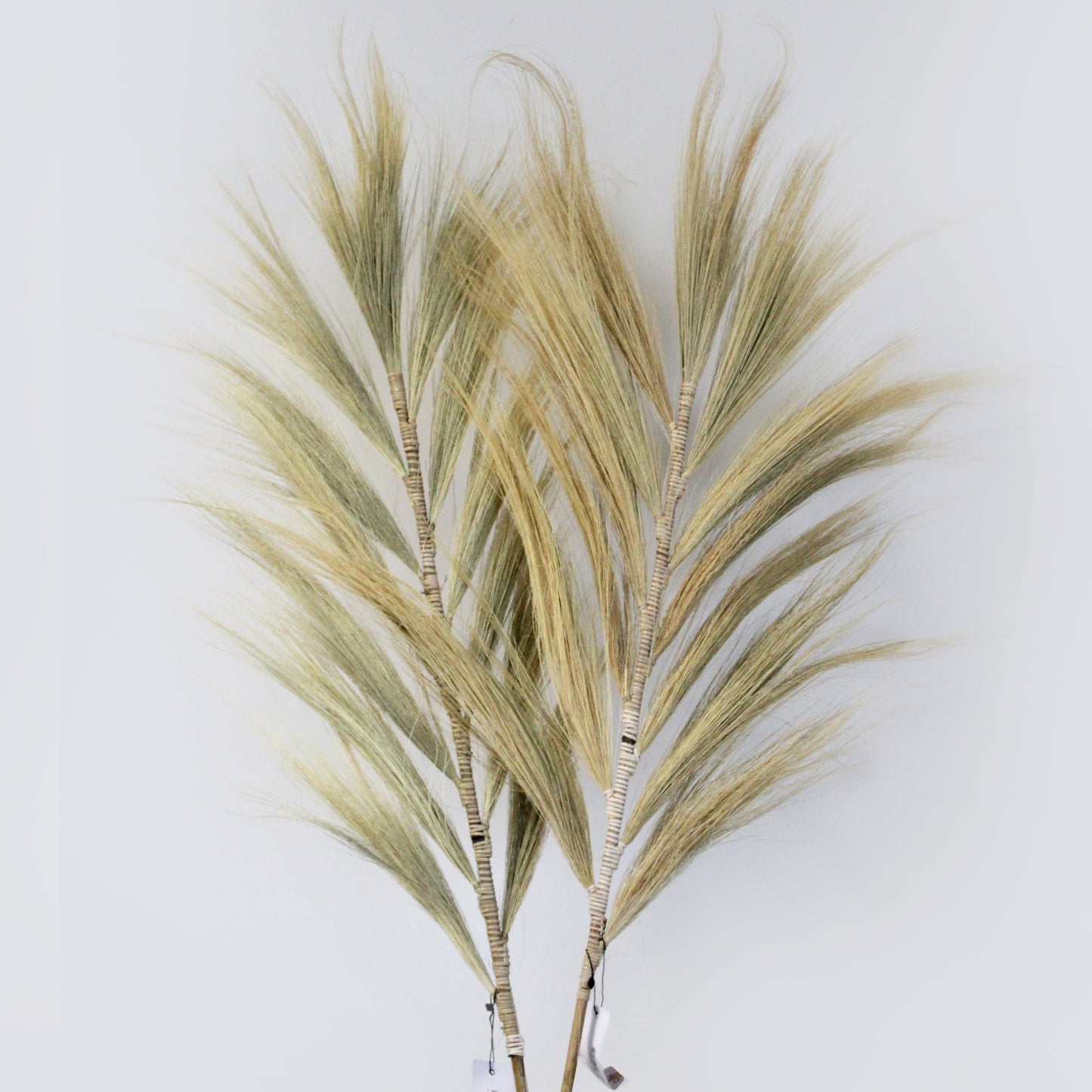Rayung Blonde Palme - 2m