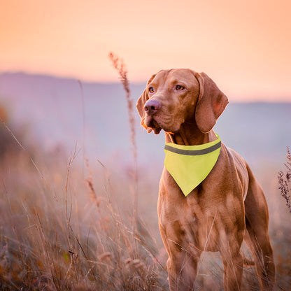 Collar Bandana (lote de 20)