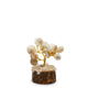 12 x Pequeño Gomati Chakra Árboles de Piedra Círculo con Rudraksha - (15 piedras)