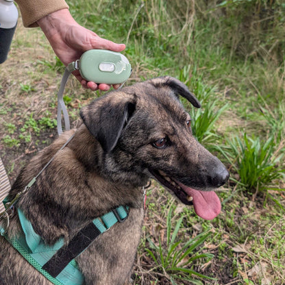 Correa para mascota Paw - Pocket Pod - Verde - 1.5 m