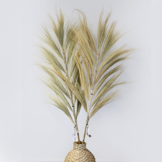 Rayung Blonde Palme – 1,6 m