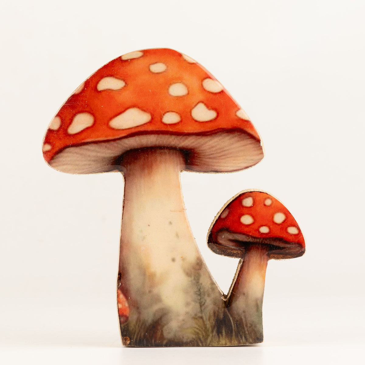 Plantas decorativas de madera - Seta Redcap mediana