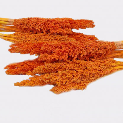 Bouquet d'herbes du Cantal - Orange