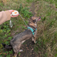 Correa Paw Pet - Pocket Pod - Blanco - 1.5m