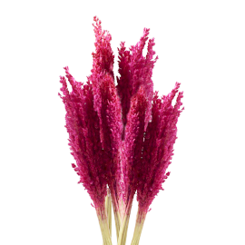 Manojo de Hierba Cantal - Rosa
