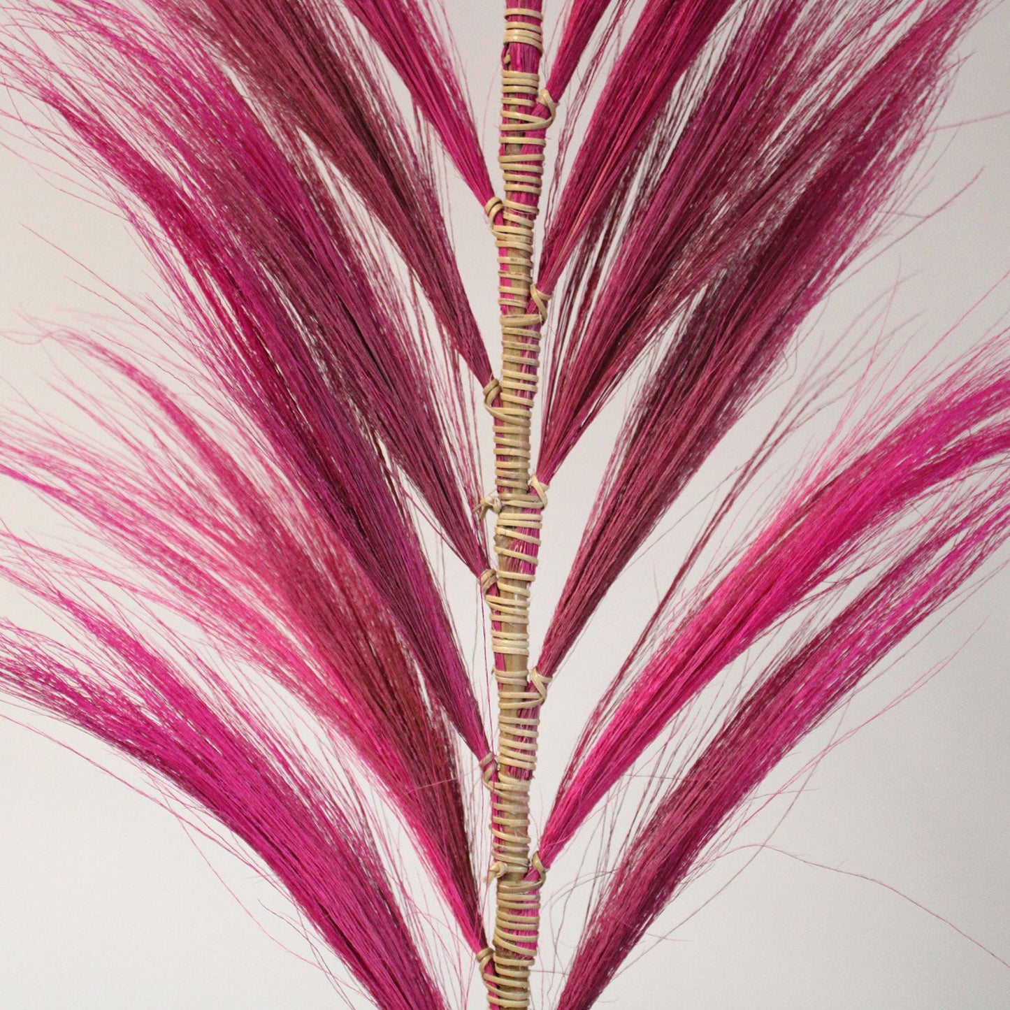 Palmera Rosa de Rayung- 1.6m