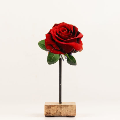 Plantas decorativas de madera - Mini rosa individual