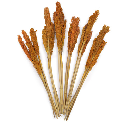 Bouquet d'herbes du Cantal - Orange