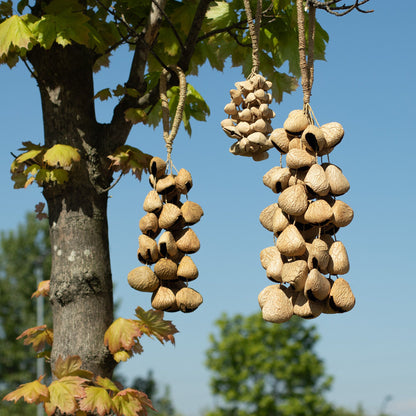 Cáscara grande de semilla de Pangi - Sacudidor de nueces natural (50 cáscaras)