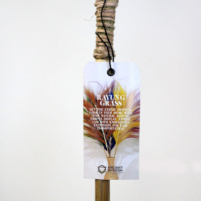 Palmera Rubia de Rayung- 2m