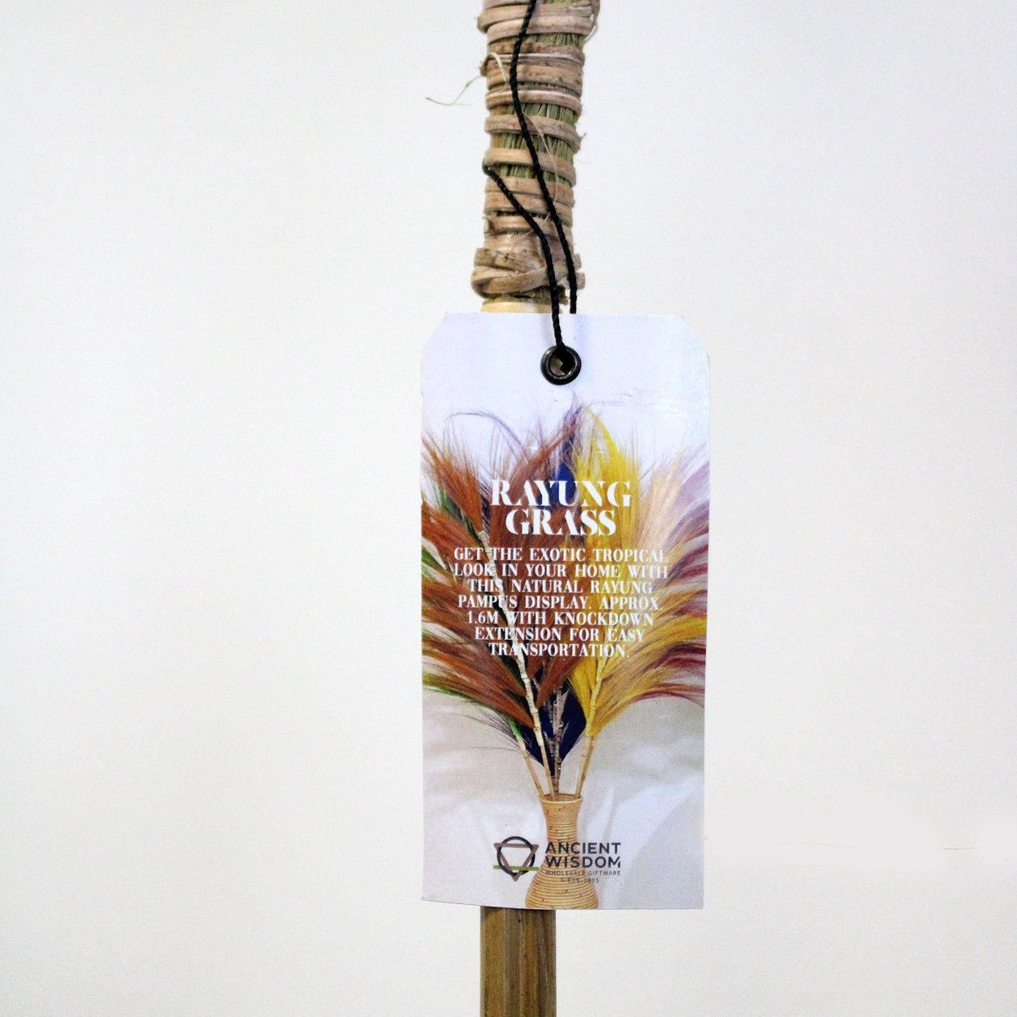 Palmier rose Rayung - 1,6 m