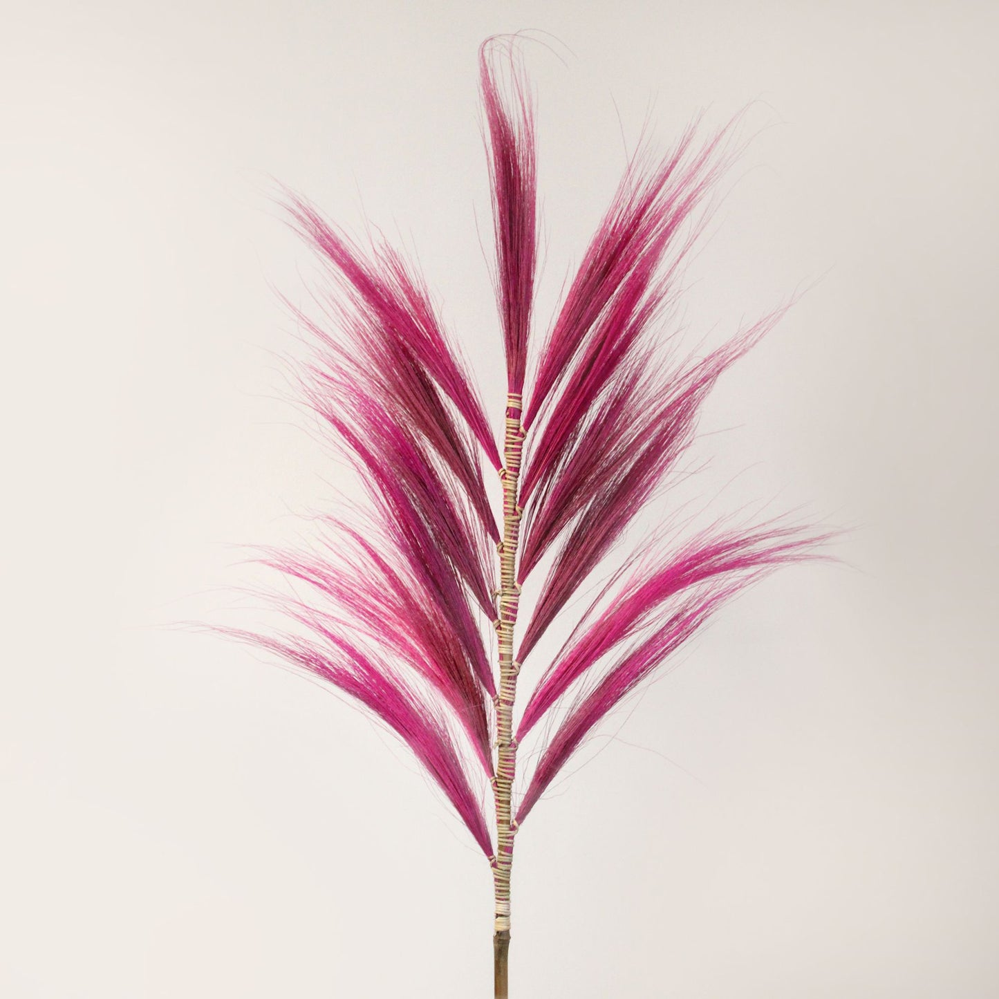 Palmera Rosa de Rayung- 1.6m