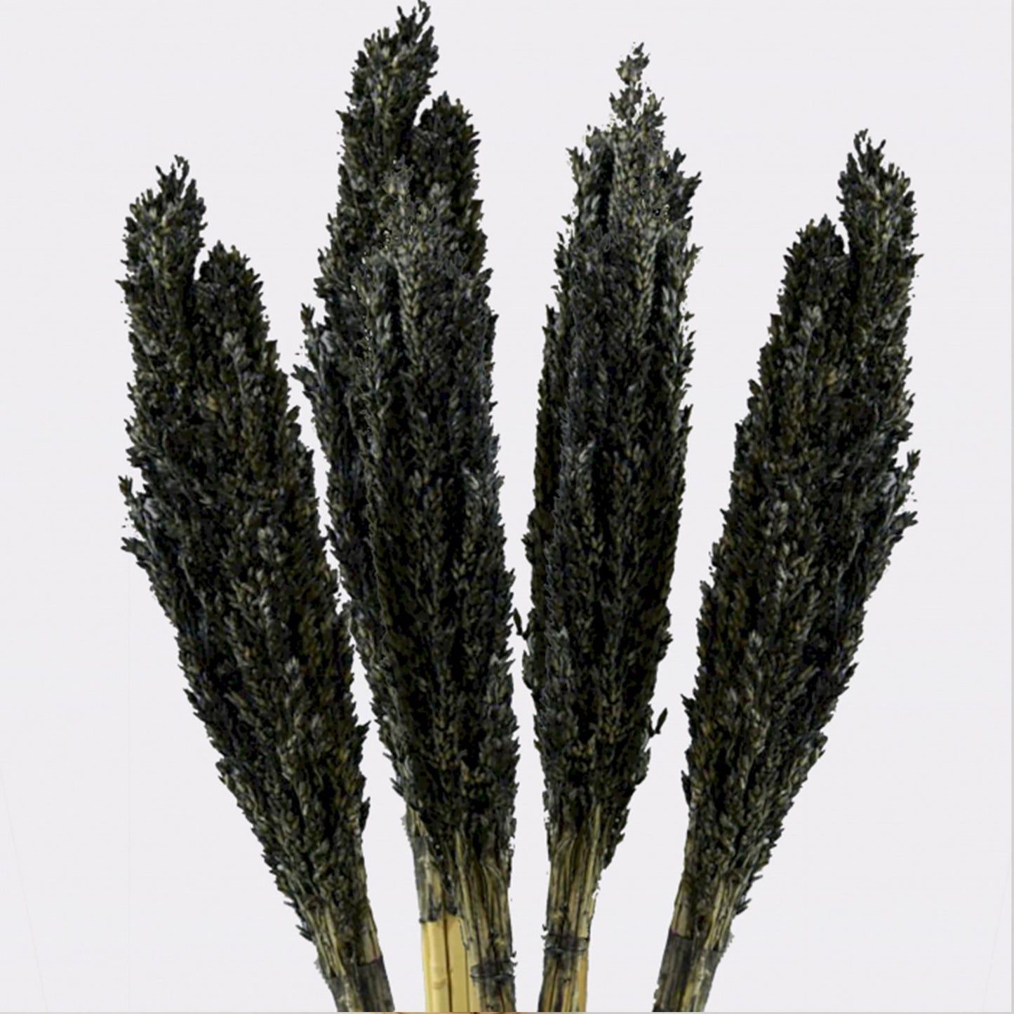 6 x Manojo de Hierba Cantal - Negro