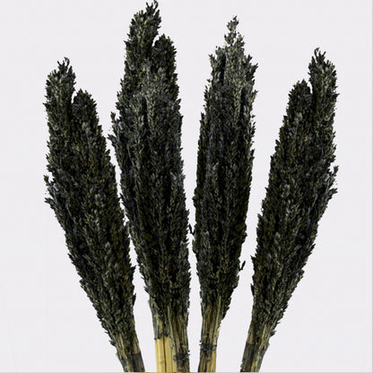 6 x Manojo de Hierba Cantal - Negro