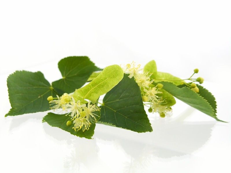 Champú Sólido - Arbol del Té y Hierbabuena