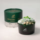 Hop Hare Crystas difusoras y conjunto floral - El Mago