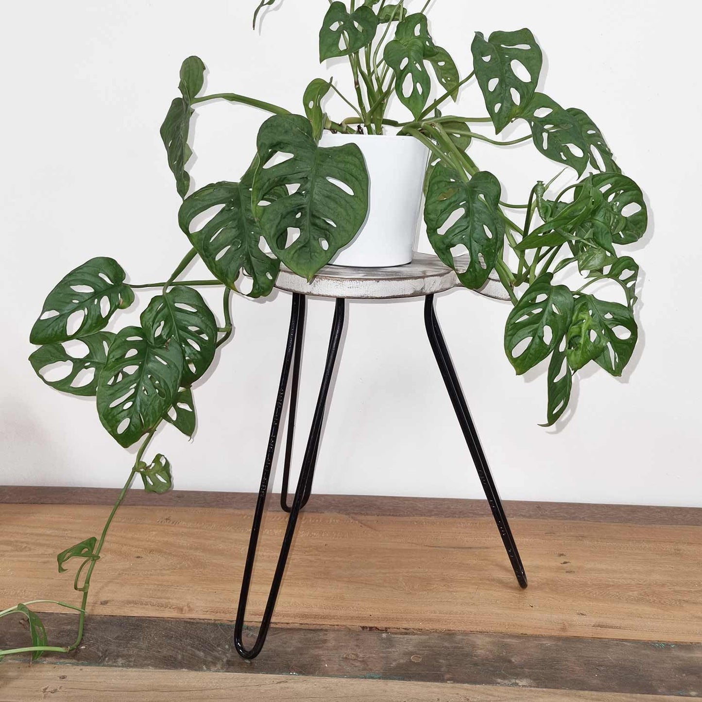 Albasia Holztisch - Gebleicht