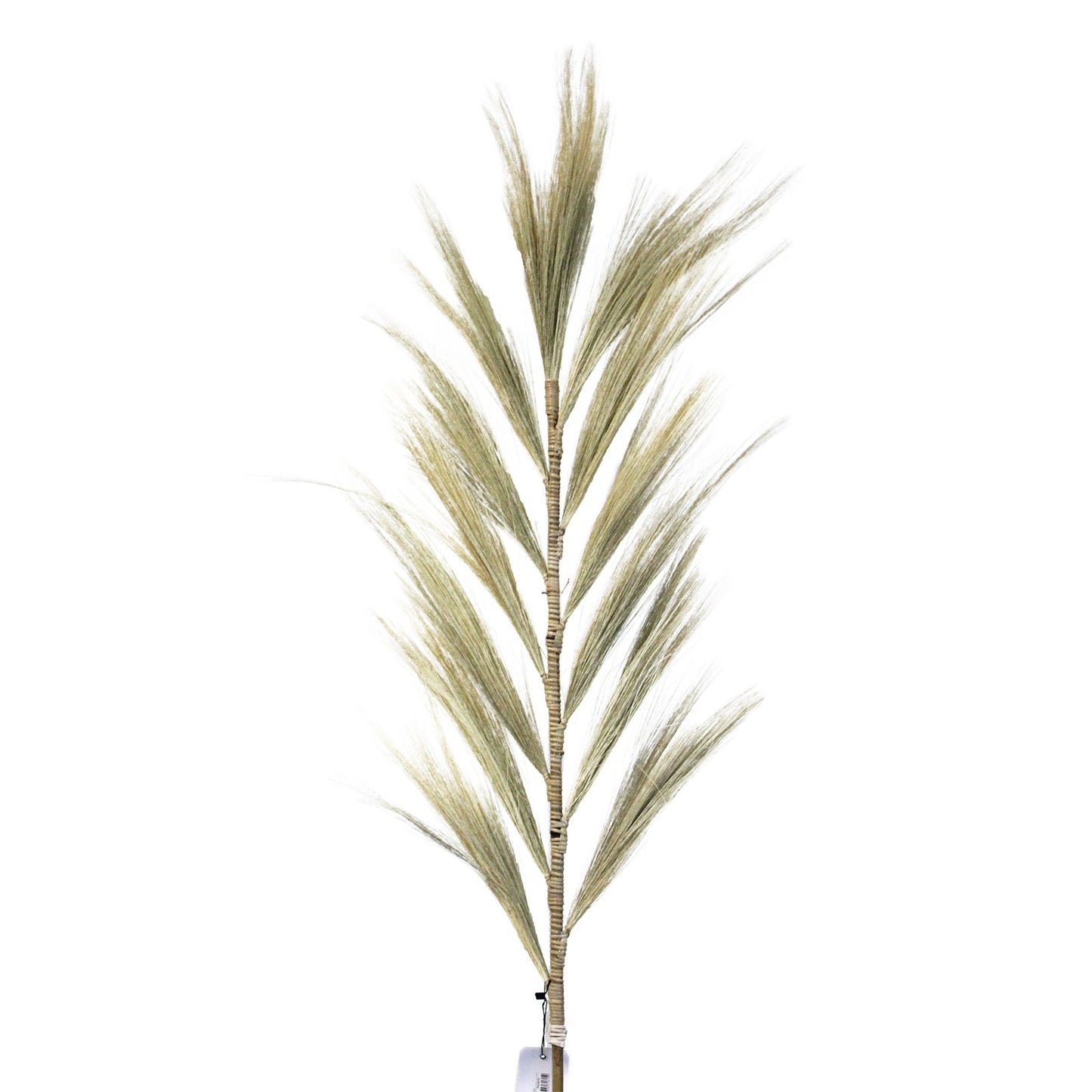 Palmera Rubia de Rayung - 1.6m