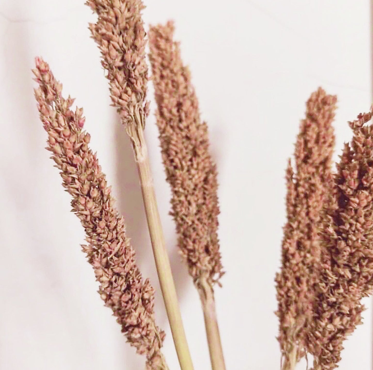 Bouquet d'herbes du Cantal - Rouille
