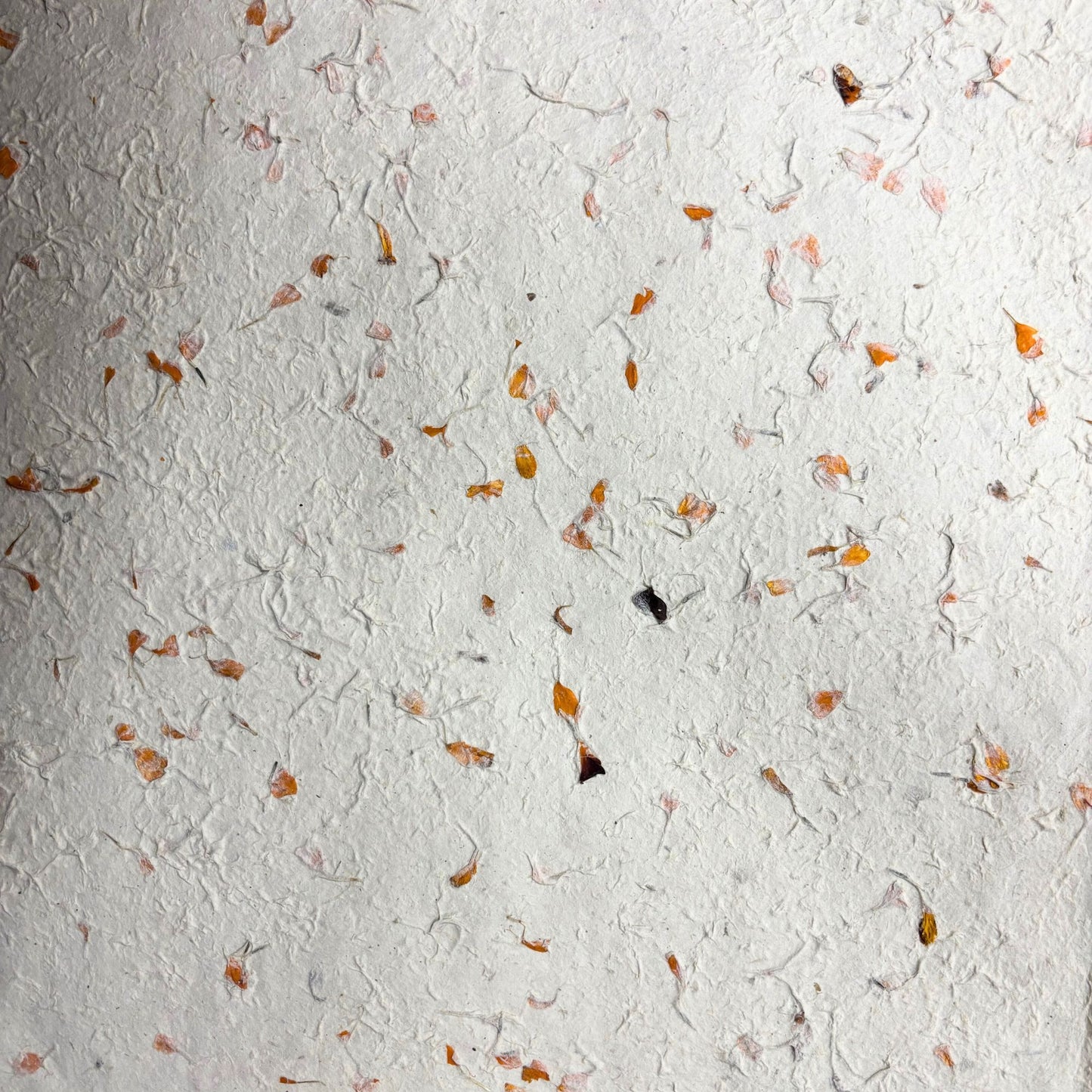 Papier cadeau fait main Lokta - Calendula