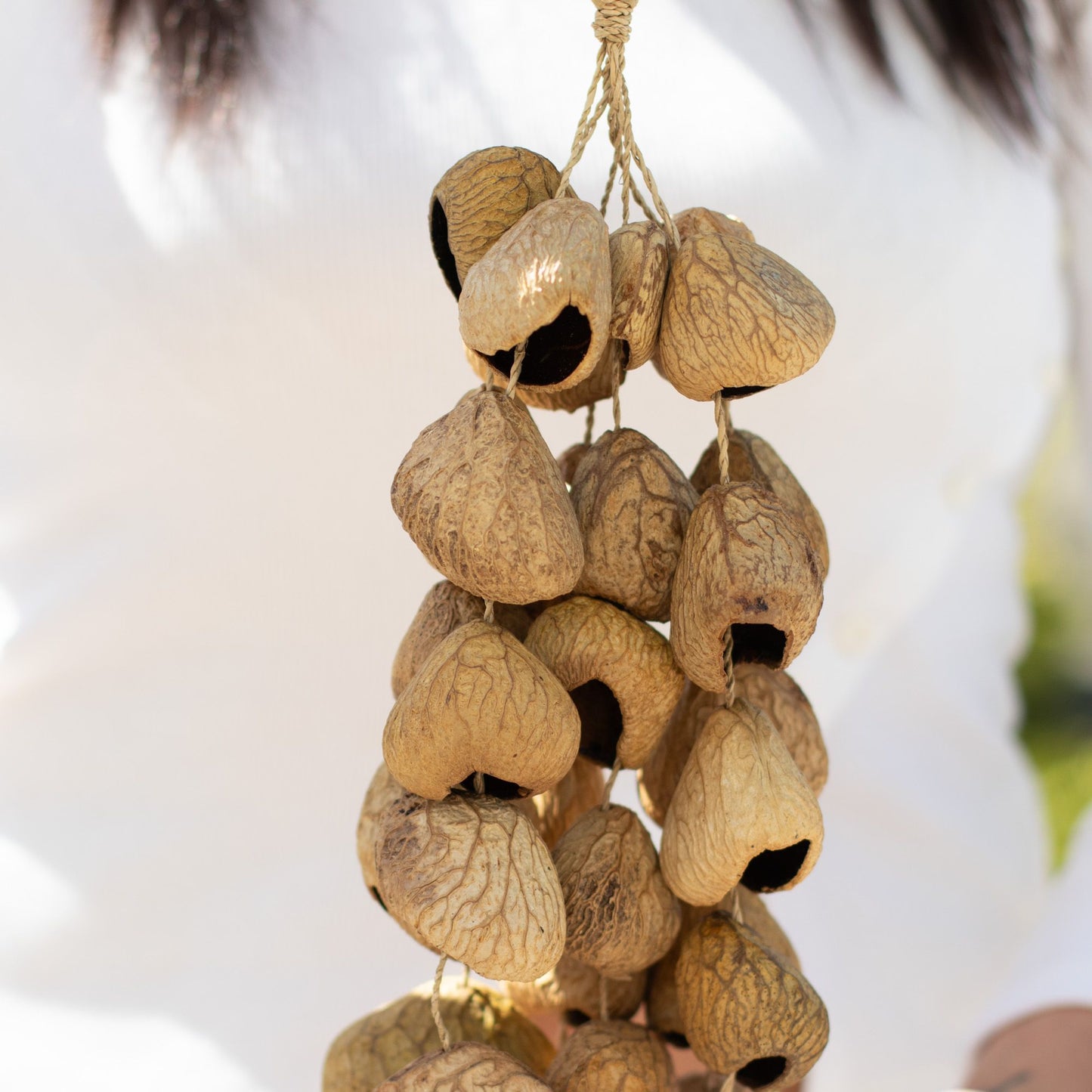Cáscara de semilla de pangi de tamaño medio - agitador natural de nueces (30 cáscaras)