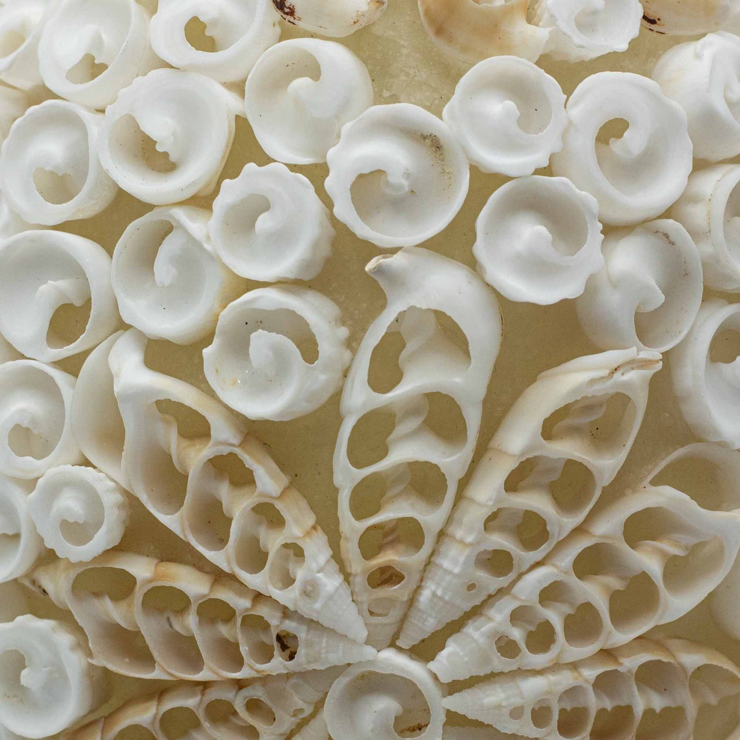 Boho Muschellampe - Ovale Muschel - 15 cm