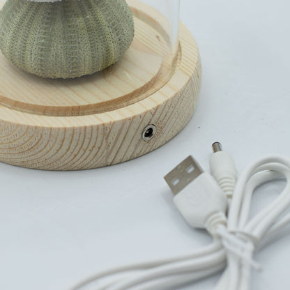Domo de Jardín Floral Glow - 3 erizos de mar - LED USB