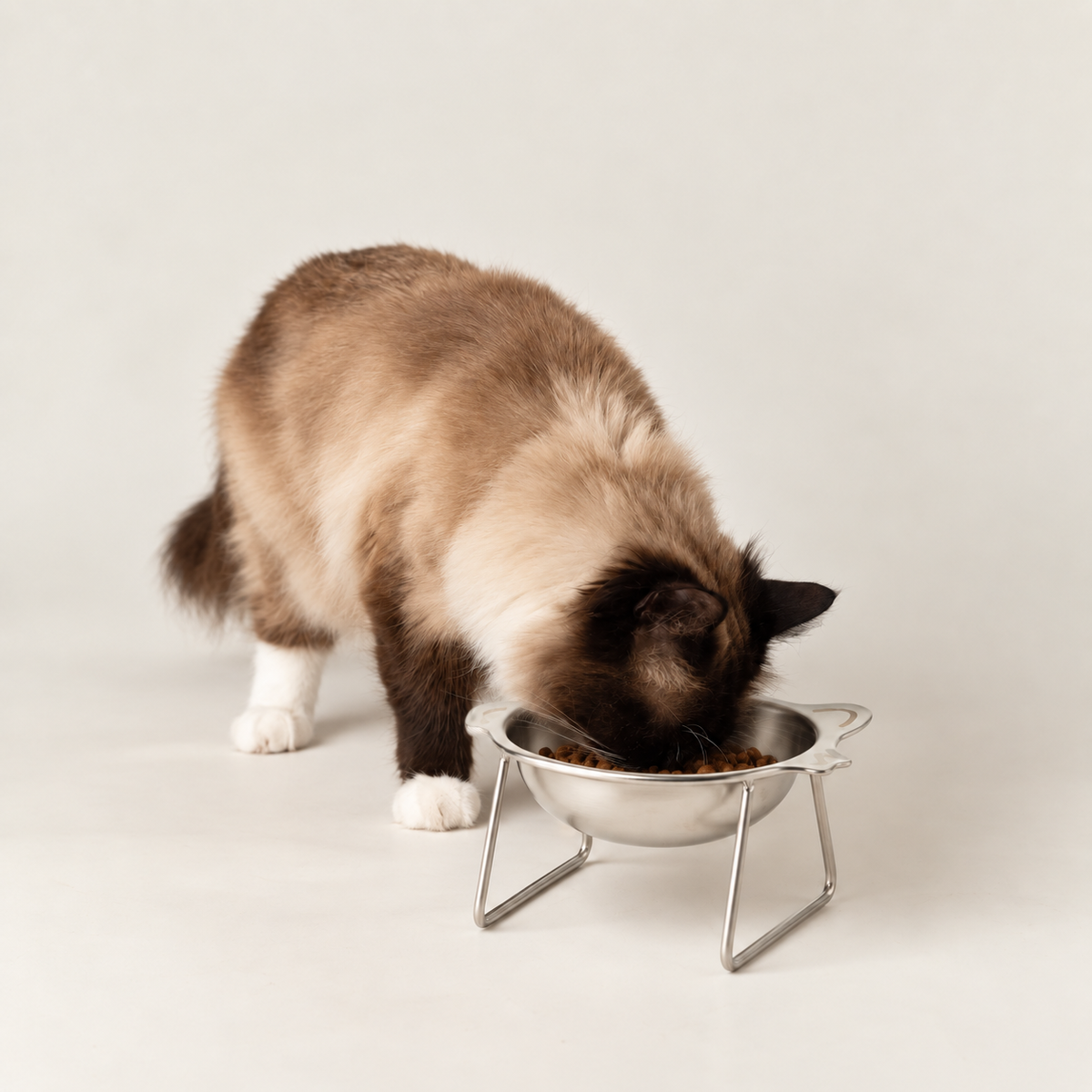 Cuencos para comida PAW - Tazón único para gato con soporte - Acero inoxidable (304)