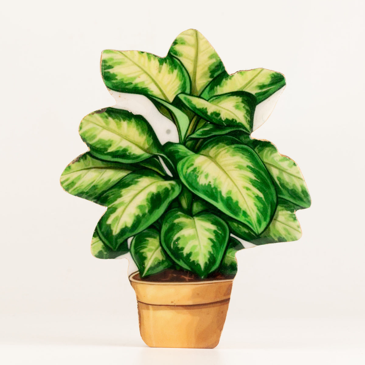 Plantas decorativas de madera - Planta de la selva mediana