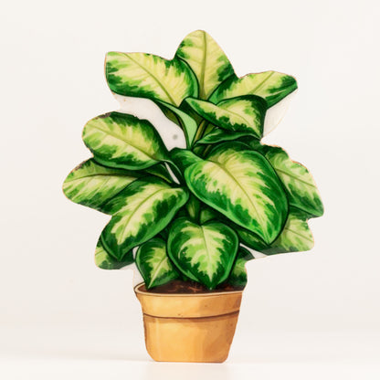 Plantas decorativas de madera - Planta de la selva mediana