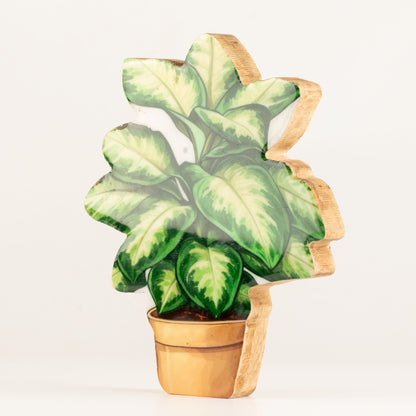 Plantas decorativas de madera - Planta de la selva mediana