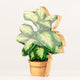 Plantas decorativas de madera - Planta de la selva mediana