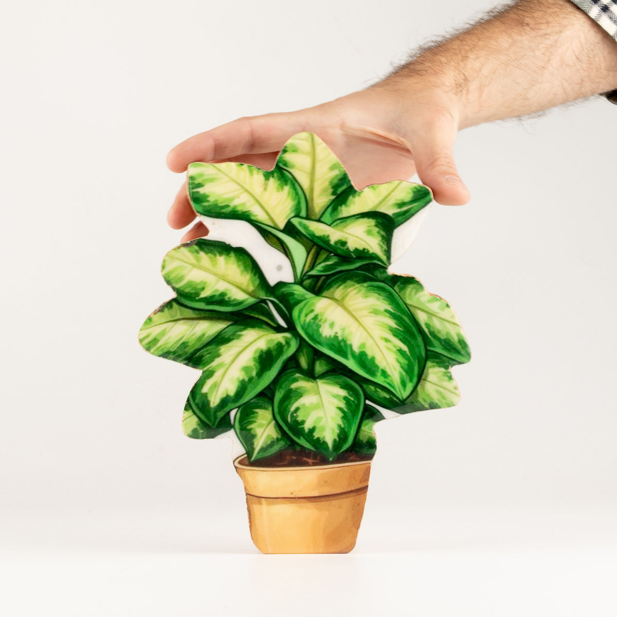 Plantas decorativas de madera - Planta de la selva mediana